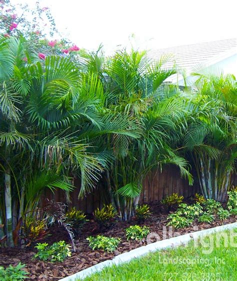 Areca Palm Row Tropical Backyard Landscaping Palm Trees Landscaping