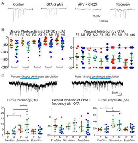 Ijms Free Full Text Sex Differences In The Hypothalamic Oxytocin