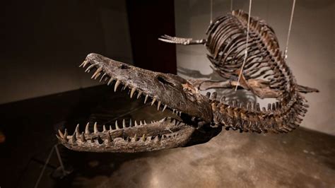 This Is How Much Sotheby S Expects A Pair Of Dinosaur Fossils To