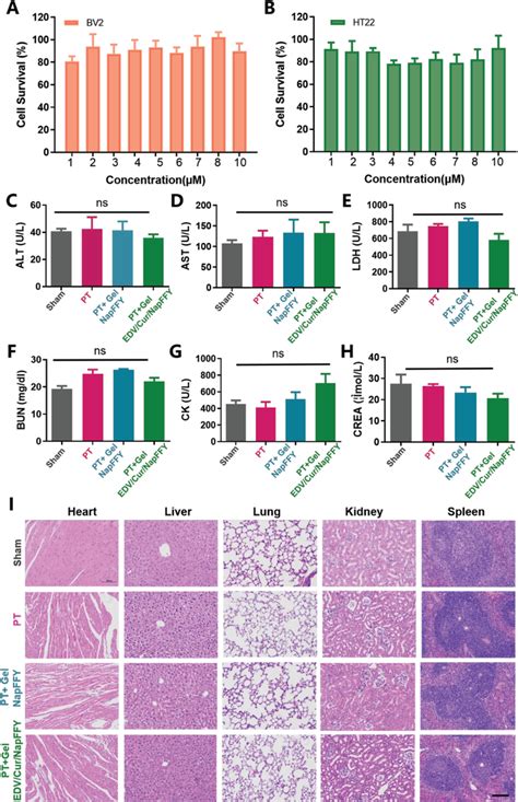 Biocompatibility Evaluation Of Gel Napffy A Bv2 Cells And B Ht22