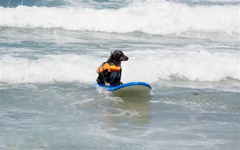 Dog Surfing 101 (A Beginners Guide To Surfing & Pooches) - Honest Surf