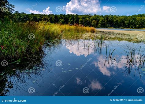 Swamp Marsh Summer Stock Image Image Of Springtime 130670497