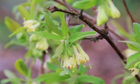 Honeyberry: Varieties, Location And Pruning Fly Honeysuckle