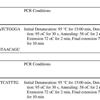 PCR Amplification Of Plasmodium Falciparum K 13 Propeller Gene Pfk13