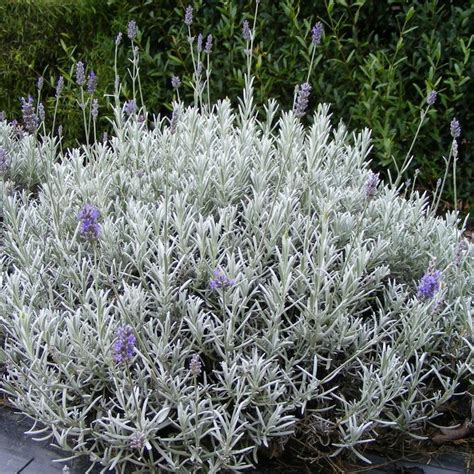 Lavandula Angustifolia Richard Grey Lavande Officinale Bleue