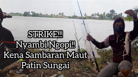 Strike Sambaran Maut Ikan Juaro Patin Liar Sungai Musi Youtube