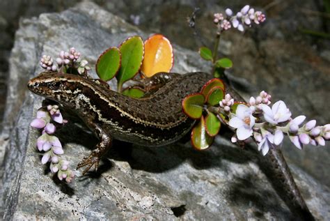 South Marlborough grass skink (Oligosoma aff. polychroma Clade 3) • Rare Species