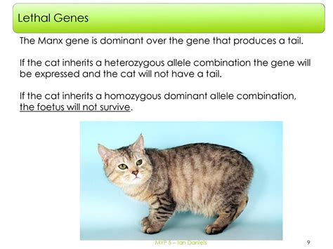 Genetics Sex Linked Genes Ppt Download