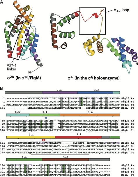 Crystal Structure of the Flagellar σ Anti σ Complex σ28 FlgM Reveals an