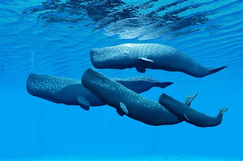 Scientists Discover Phonetic Alphabet Among Sperm Whales Level 2 Jornal Joca