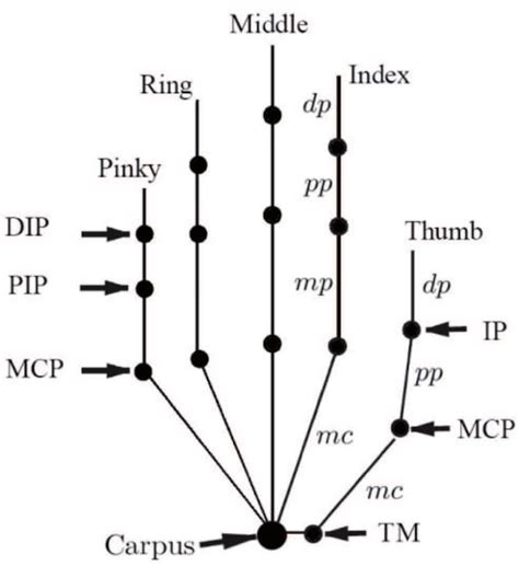 24 Dofs Kinematic Model Of The Human Hand Download Scientific Diagram