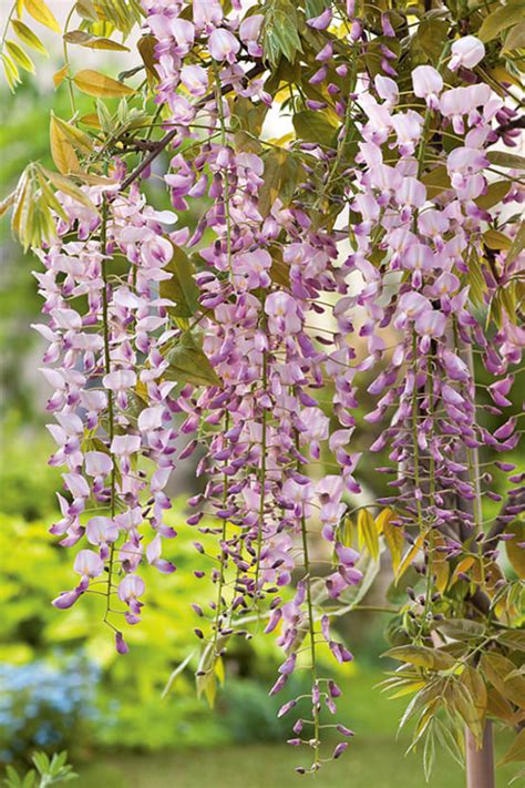 Glycine Du Japon Pink Ice Jardiland