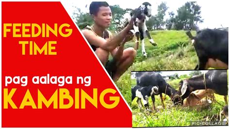 New Born Pag Aalaga Ng Kambing Probinsya Life Youtube