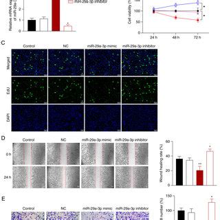 Mir A P Inhibits The Malignant Characteristics Of A Nsclc Cells