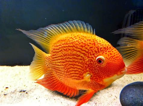 Mengenal Ikan Severum Dunia Air