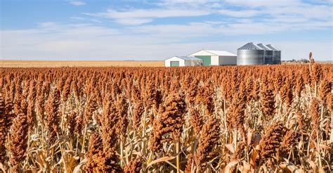 Sorghum harvest begins