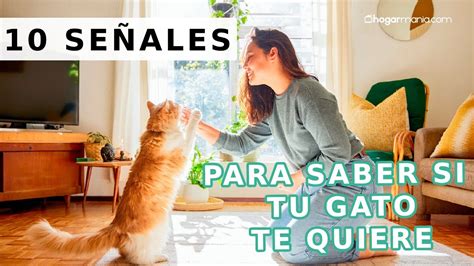 Cómo Saber Si Mi Gato Me Quiere ¡10 Señales Hogarmania Youtube