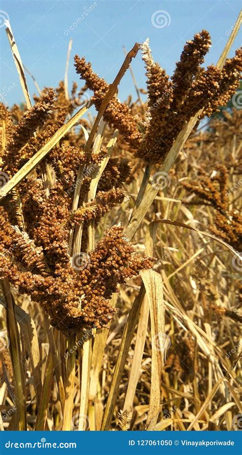 Ragi Or Nachni Healthy Indian High Fiber Content Grain Food Stock Photo