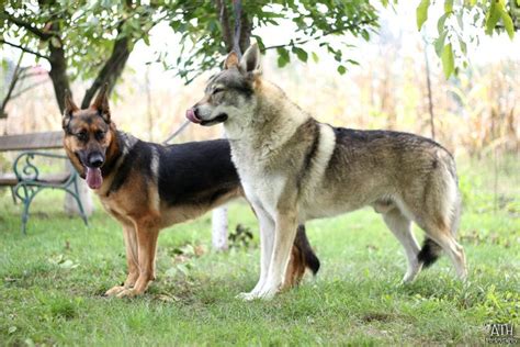 Czechoslovakian wolfdog and German Shepherd Dog by xiadoraath724 | Wolf ...