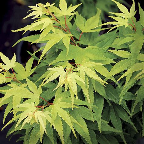 Mikawa Yatsubusa Dwarf Japanese Maple For Sale The Tree Center