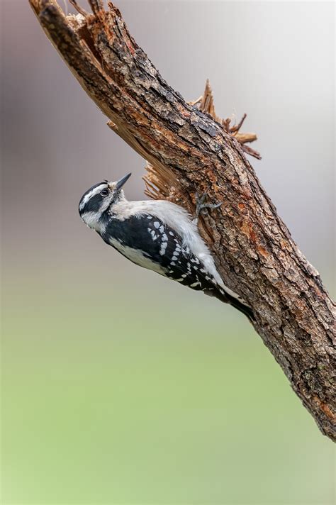 Wildeyes Images Oklahoma Birds Woodpeckers