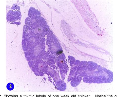 Figure 1 From Histological Histochemical And Immunohistochemical