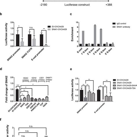 Snai Functionally Represses Snai A Schematic Representation Of The