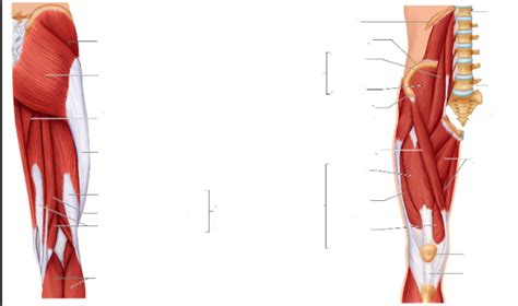 Muscles Of The Pelvis Hip Thigh Diagram Quizlet