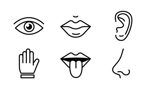 Human Sense Five Types Vision Through Eye Smell With Nose Taste With