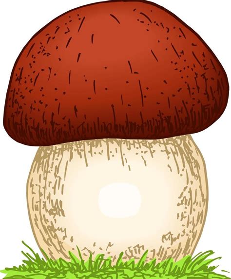 Mushroom Boletus Hand Drawn Vector Illustration Sketch Food Drawing