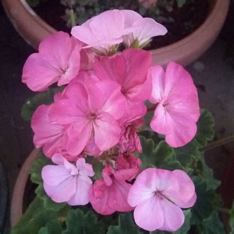 Geranium Maculatum Elizabeth Ann Spotted Cranesbill Elizabeth Ann