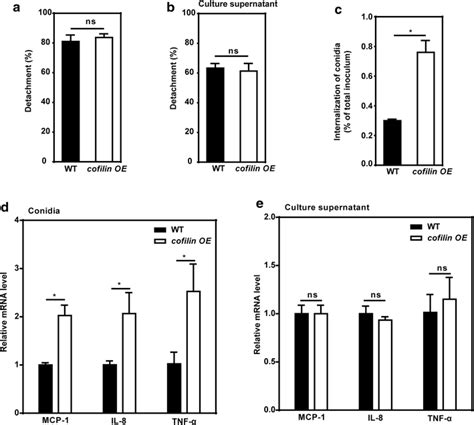 Role Of Cofilin Overexpression In A Fumigatus Internalization Into