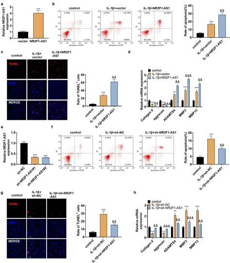 Nr F As Enhanced Ecm Degeneration And Human Np Cell Apoptosis