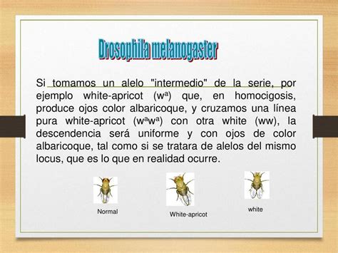 Drosophila Melanogaster Geraldine Cuevas UDocz