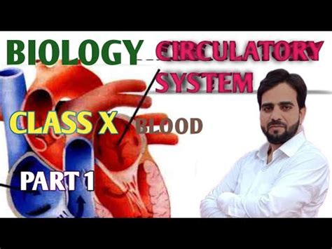 Circulatory System Blood Icse Cbse R B C And W B C And Their