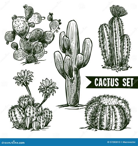 Cactus Sketch Set Stock Vector Image