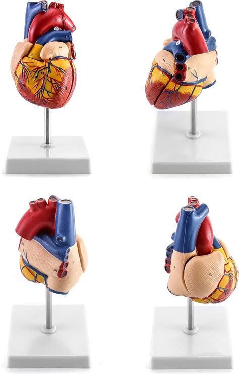 Qwork Human Heart Model Anatomically Accurate Numbered 2 Part Life