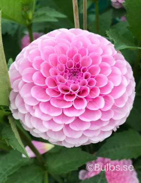 Stolze Von Berlin Dahlia Pompon Dahlia Bulbs Se