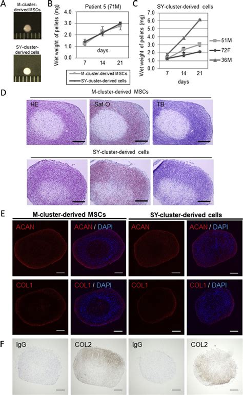 Chondrogenic Differentiation Of M Cluster Derived MSCs And