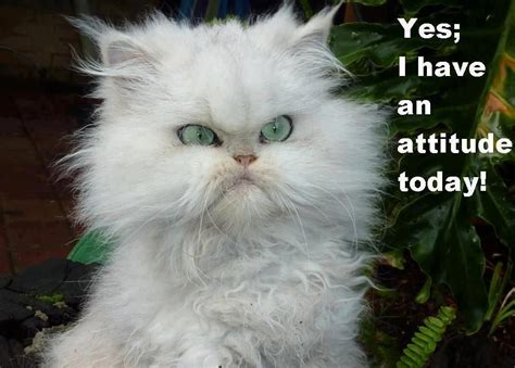 Attitude Today Cats Pinterest