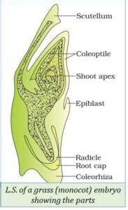 Sexual Reproduction In Flowering Plants EasyBiologyClass