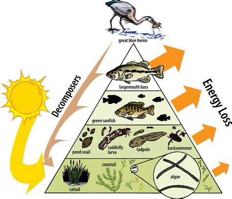 Trophic Levels Trophic Level Environmental Science Conceptual Framework