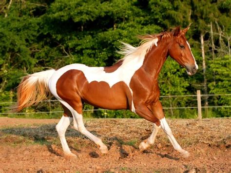 Meet The American Paint Horse History Characteristics And Temperament