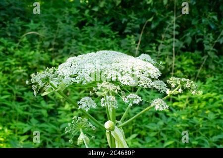 Hogweed gigante también conocido como perejil de vaca gigante parsnip