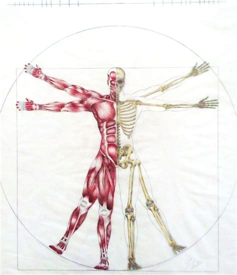 Vitruvian Man Drawing