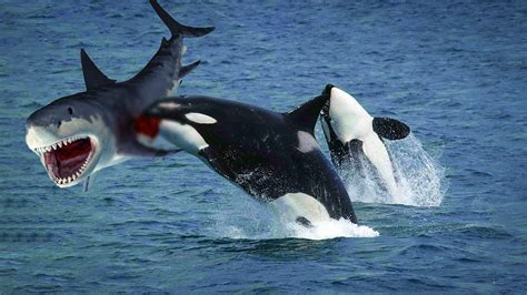 Killer Whales Vs Great White Sharks The Fascinating Battle For Ocean