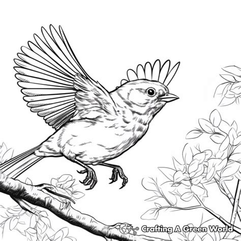 Oriole Coloring Pages Free Printable