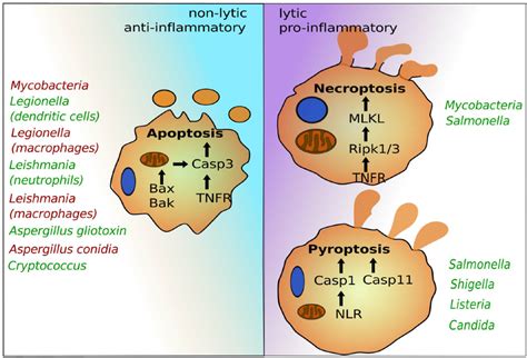 The programmed cell death pathways apoptosis, pyroptosis, and...