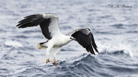 White Bellied Sea Eagle Wbse Birds In Backyards