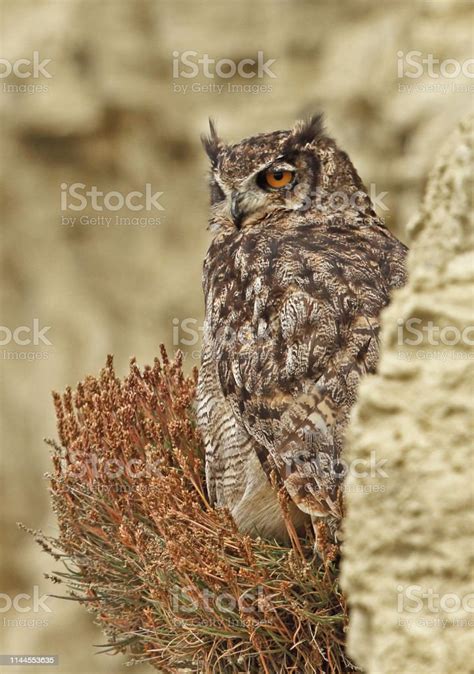 Magellanic Horned Owl Stock Photo Download Image Now Animal Animal